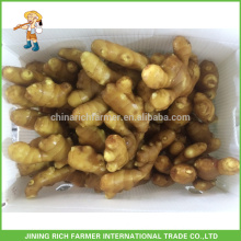 Fresh Ginger Exporter Chinese Ginger 250g up 13.6kg PVC box to USA